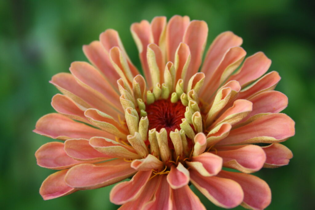 Blumen