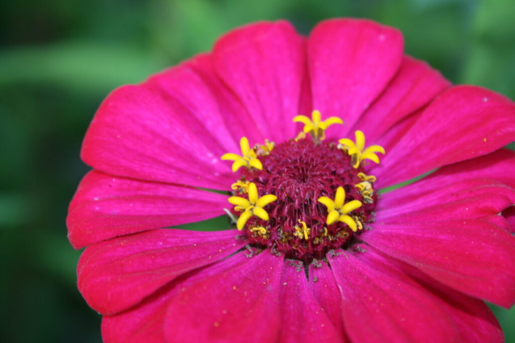Blumen