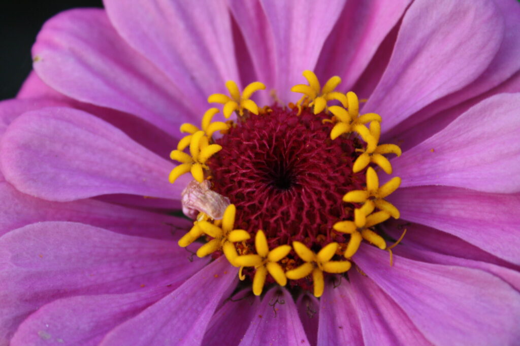 Blumen