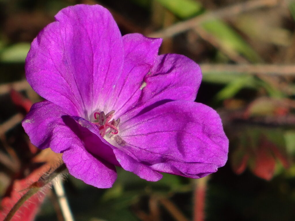 Blumen