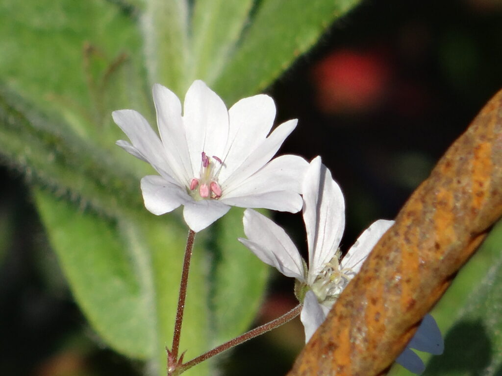 Blumen