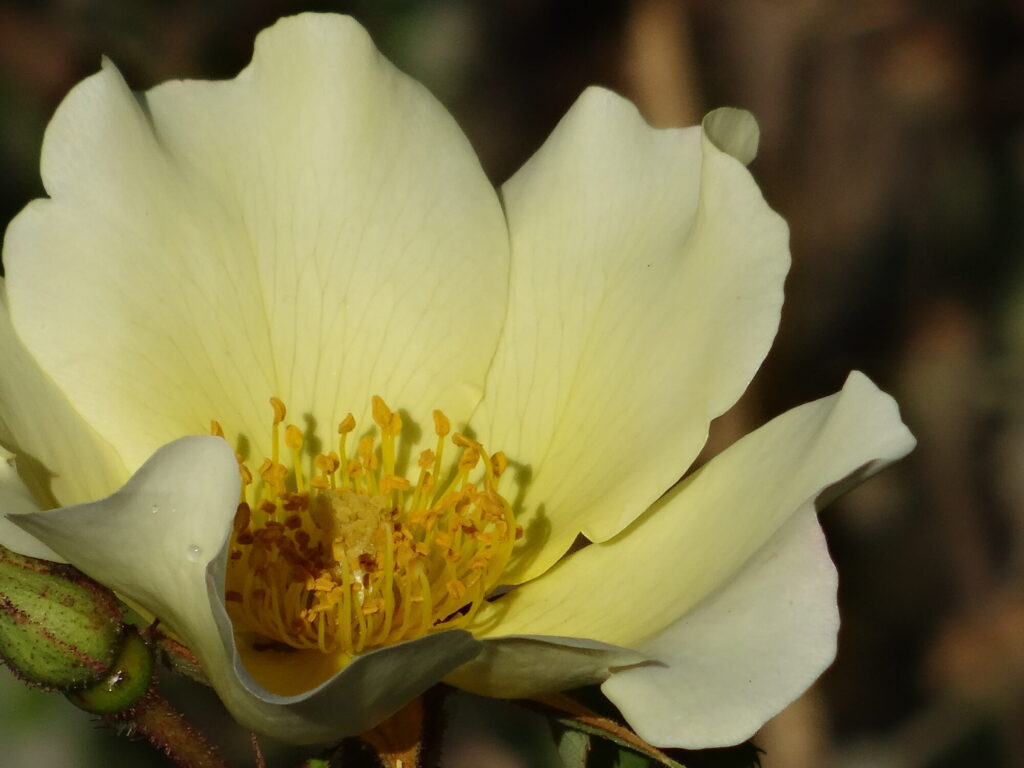 Blumen