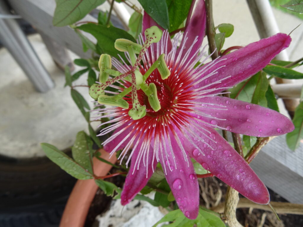 Blumen