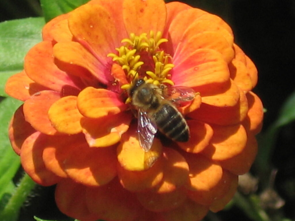 Blumen Biene