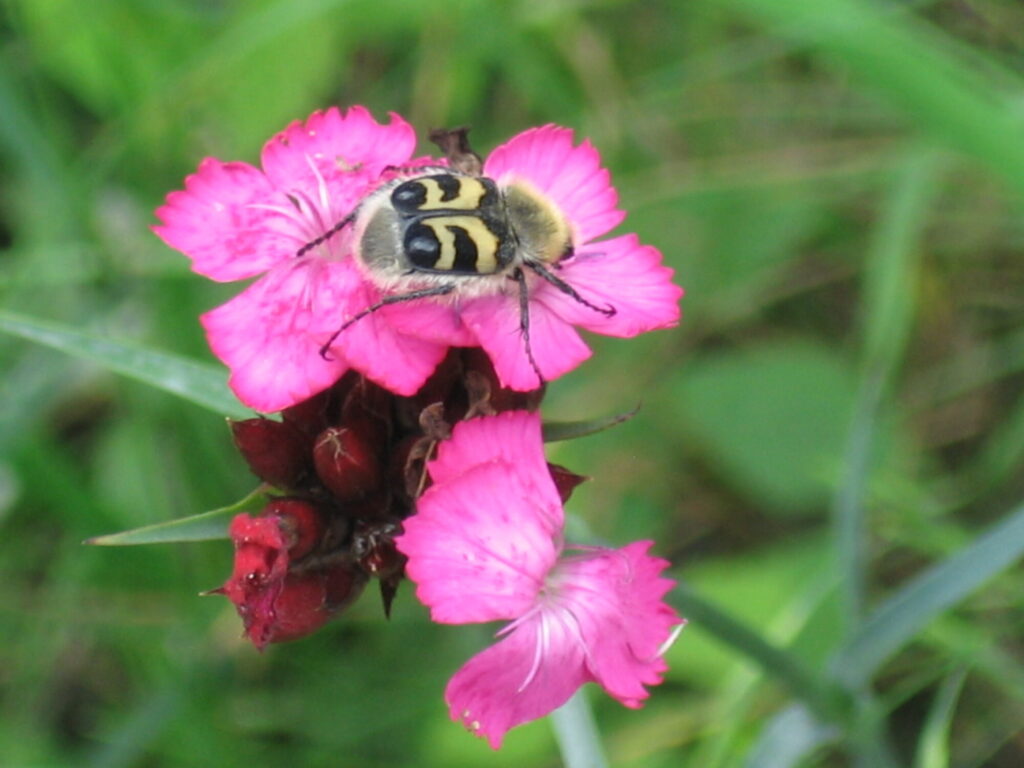Blumen Käfer