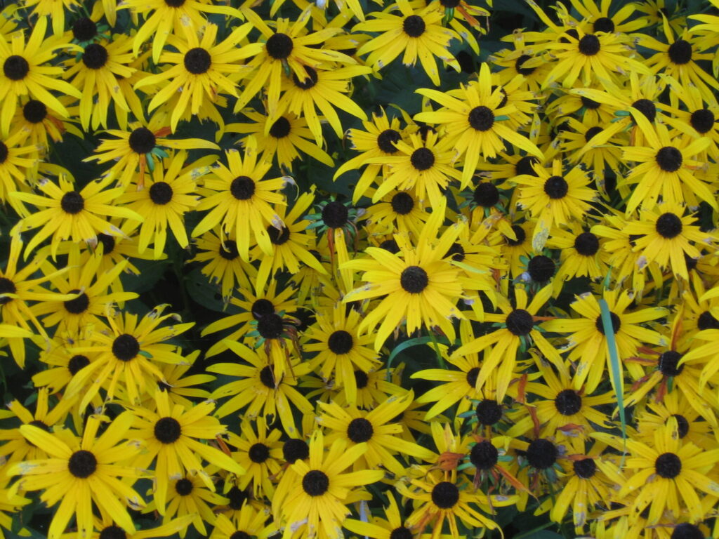 Blumen