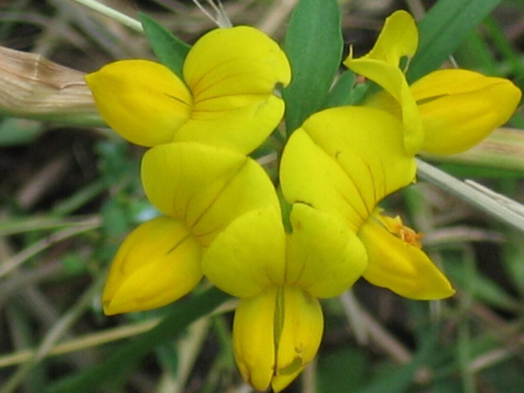 Blume