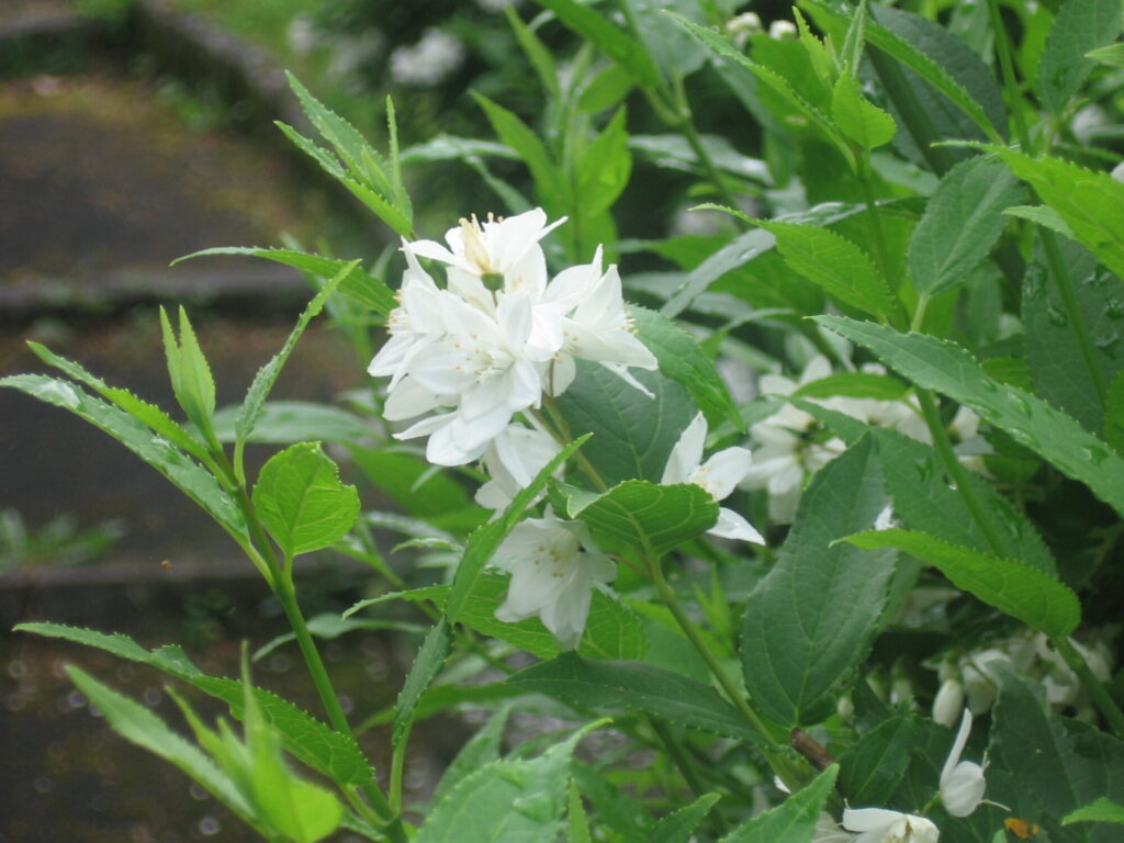 Blume