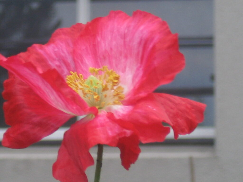 Blume