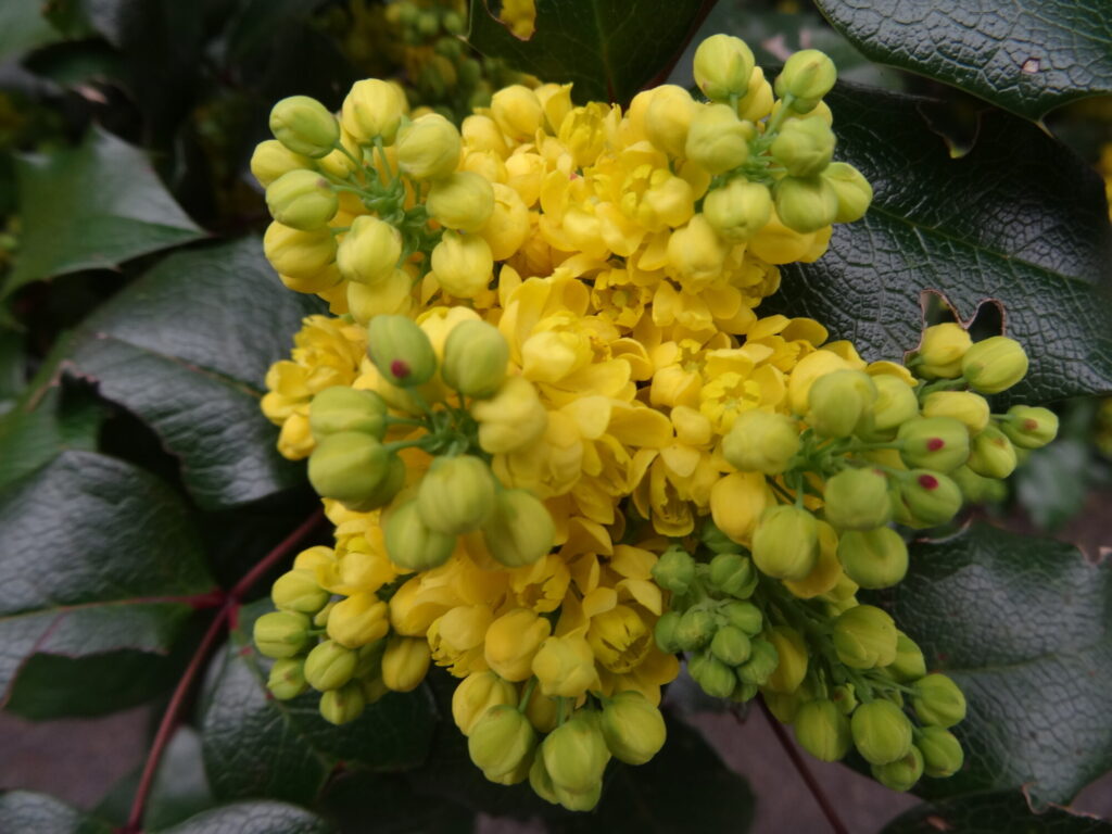Blumen