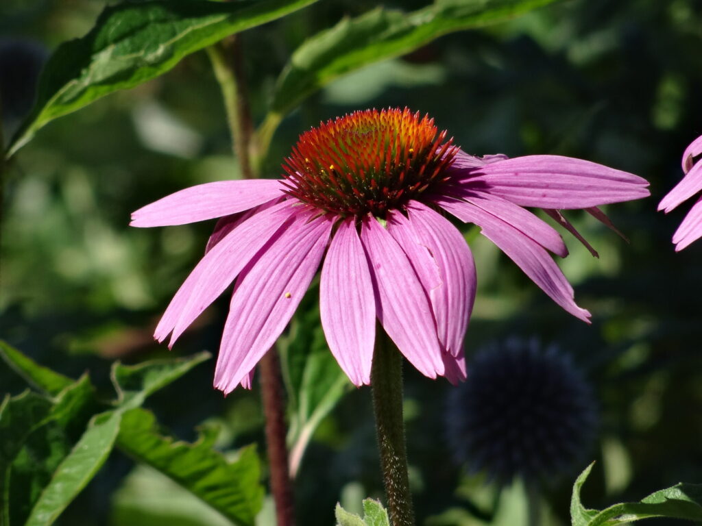 Blumen