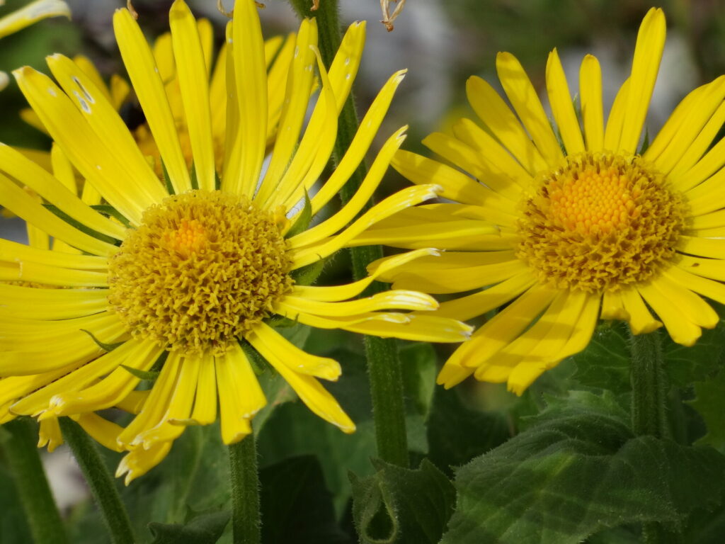 Blumen