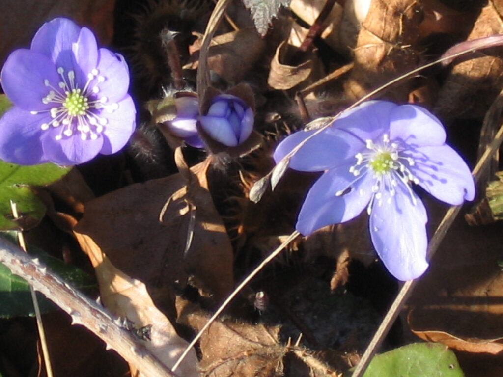 Blumen