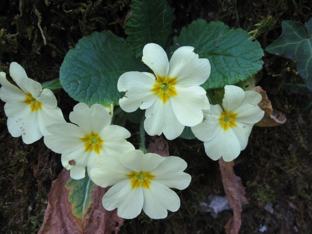 Blumen