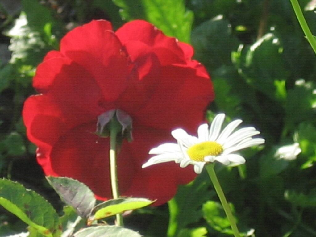 Blumen