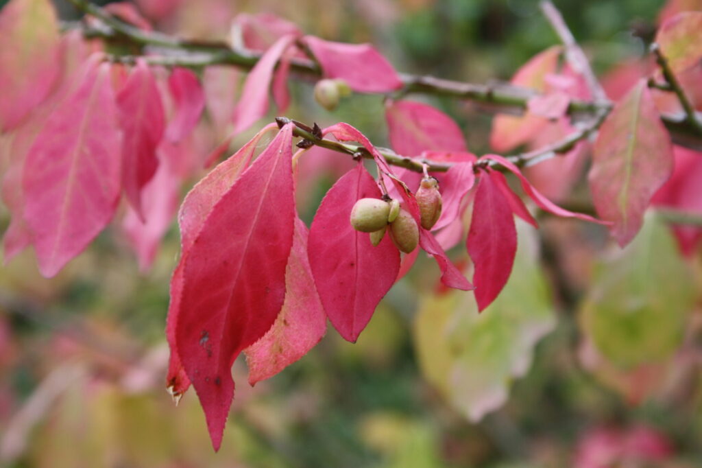 Herbst