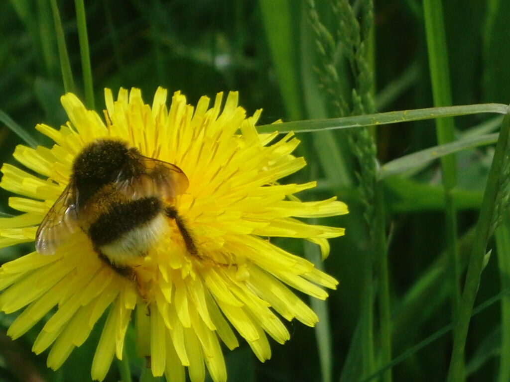 Hummel Löwenzahn