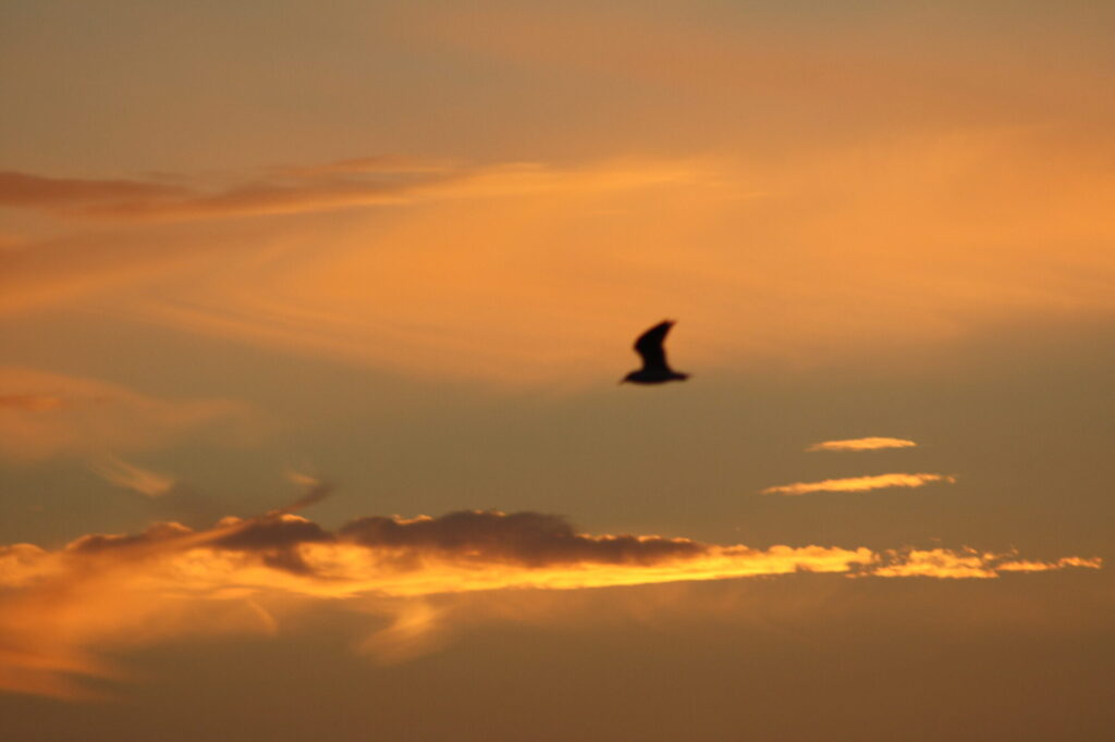 Vogel fliegt am Abendhimmel