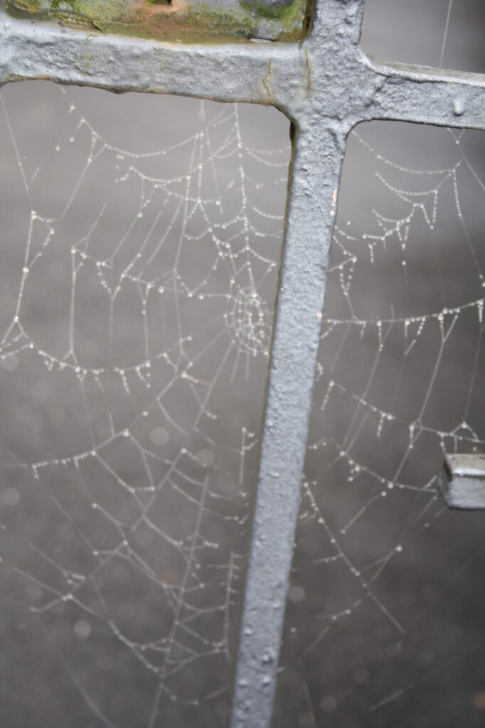Spinnennetz mit Tautröpfchen