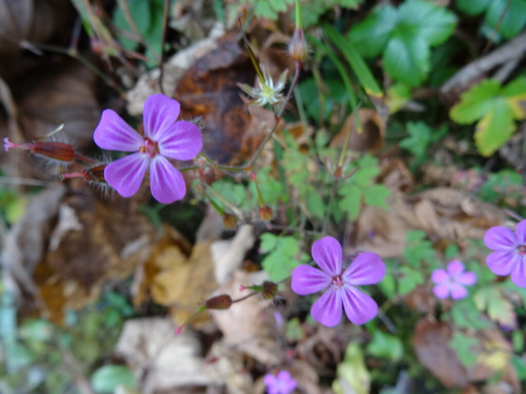 Blume violett